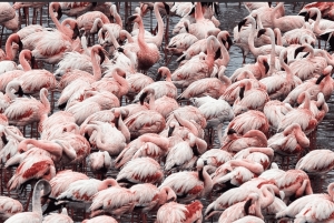 Arusha: 2-Day Arusha and Mkomazi National Park Safari