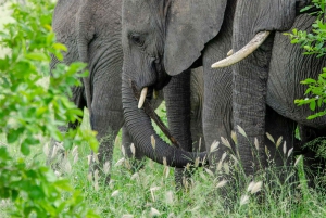 Arusha: 2-dniowe safari „Wielka piątka” do Tarangire i Ngorongoro