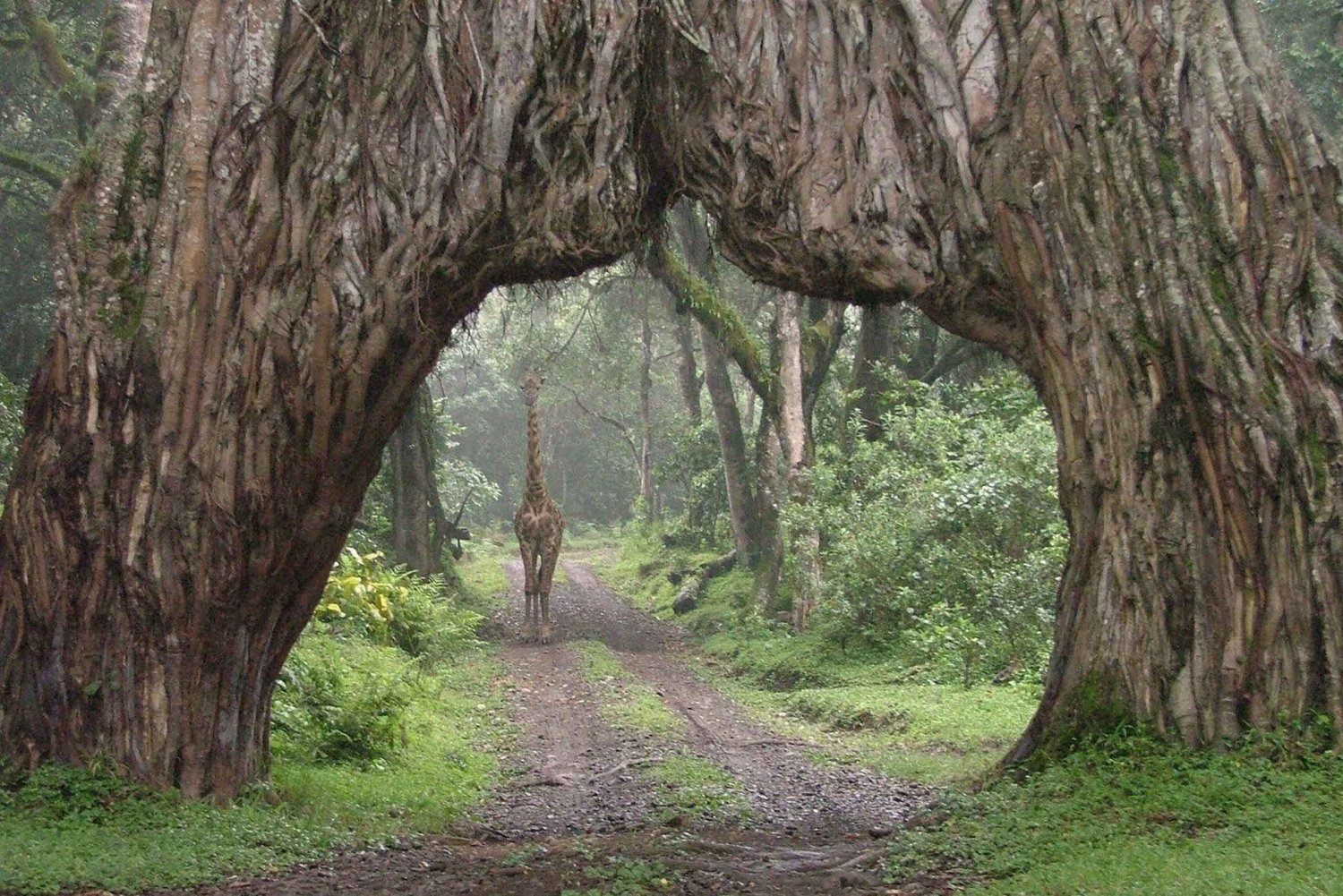 Arusha: 2-Day Camping Safari with Game Drives and Hikes