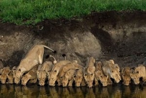 Arusha: safari di 2 giorni in campeggio con safari e escursioni