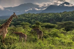 Arusha: safari di 2 giorni in campeggio con safari e escursioni