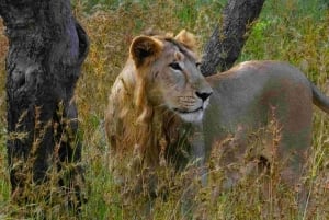 Arusha: safari di 2 giorni in campeggio con safari e escursioni