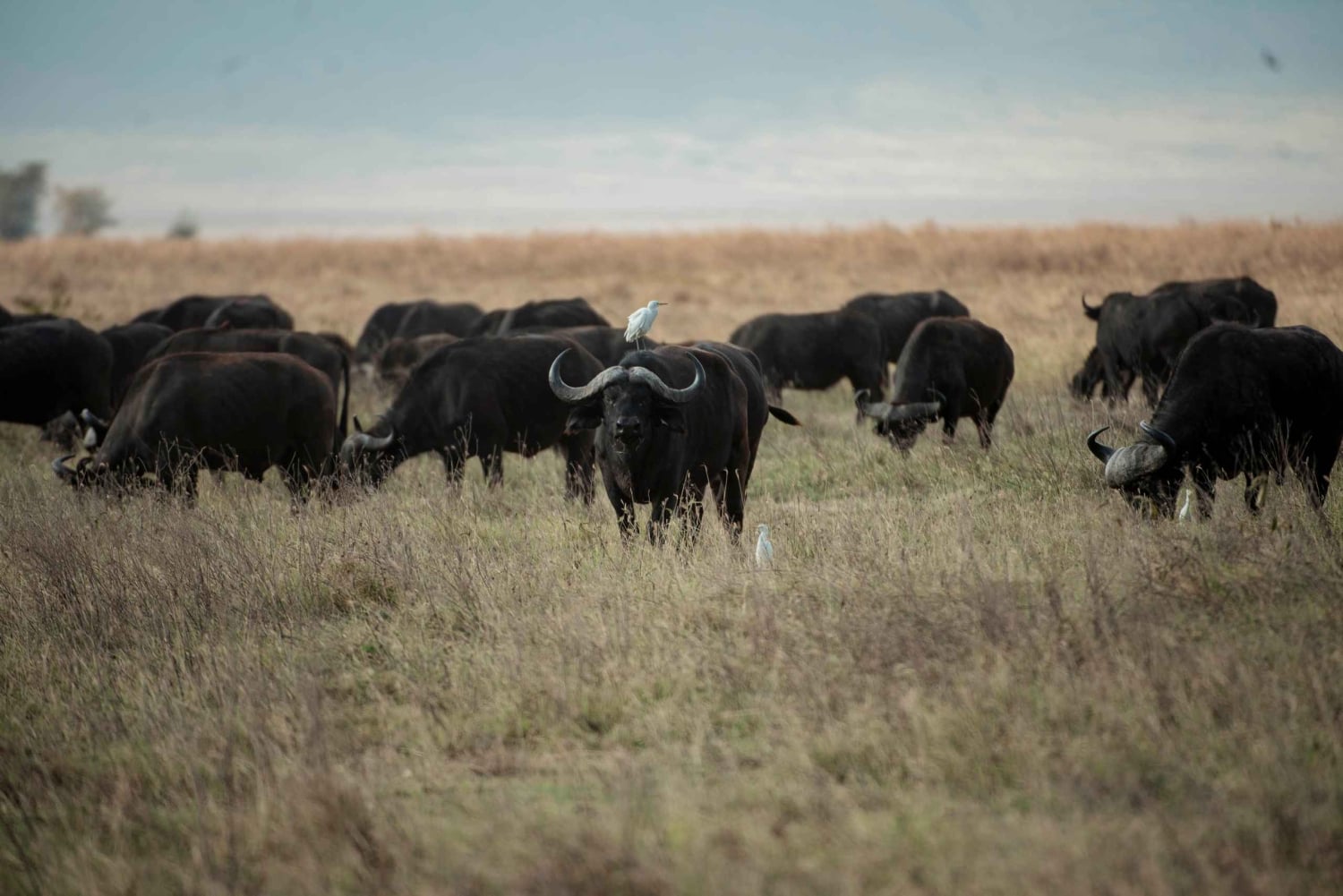 Arusha: 2-tägige Safari zum Manyara-See und Ngorongoro-Krater