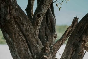 Arusha: 2-tägige Safari zum Manyara-See und Ngorongoro-Krater