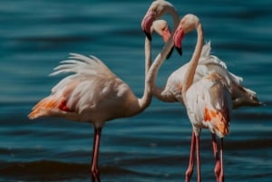 Arusha: 2-tägige Safari zum Manyara-See und Ngorongoro-Krater