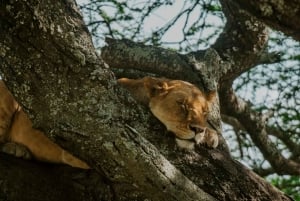 Arusha: 2-tägige Safari zum Manyara-See und Ngorongoro-Krater