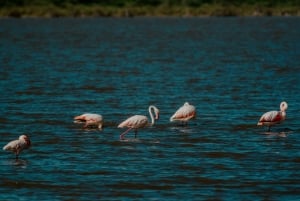 Arusha: 2-tägige Safari zum Manyara-See und Ngorongoro-Krater