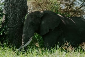 Arusha: 2-tägige Safari zum Manyara-See und Ngorongoro-Krater