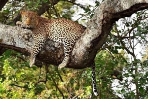 Arusha: 2-daagse luxe Serengeti-safari