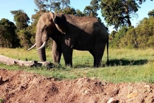 Arusha: 2 päivän ylellinen Serengeti-safari