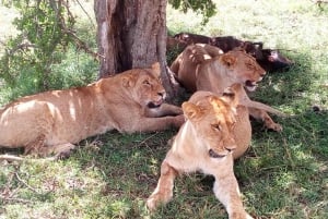 Arusha: 2-dagars lyxsafari i Serengeti