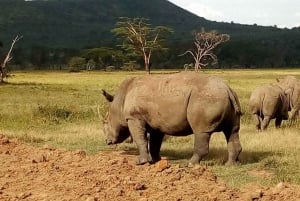 Arusha : 2 jours de safari de luxe dans le Serengeti