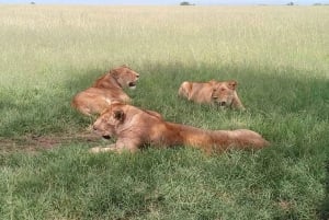 Arusha: 2-dagers luksus Serengeti Safari