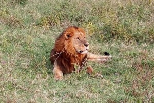 Arusha: 2 päivän ylellinen Serengeti-safari