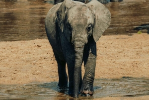 アルーシャ：タランギレ国立公園2日間サファリ（食事付き）