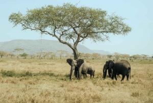 アルーシャ：タランギレ国立公園2日間サファリ（食事付き）