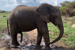 アルーシャ：タランギレ国立公園2日間サファリ（食事付き）