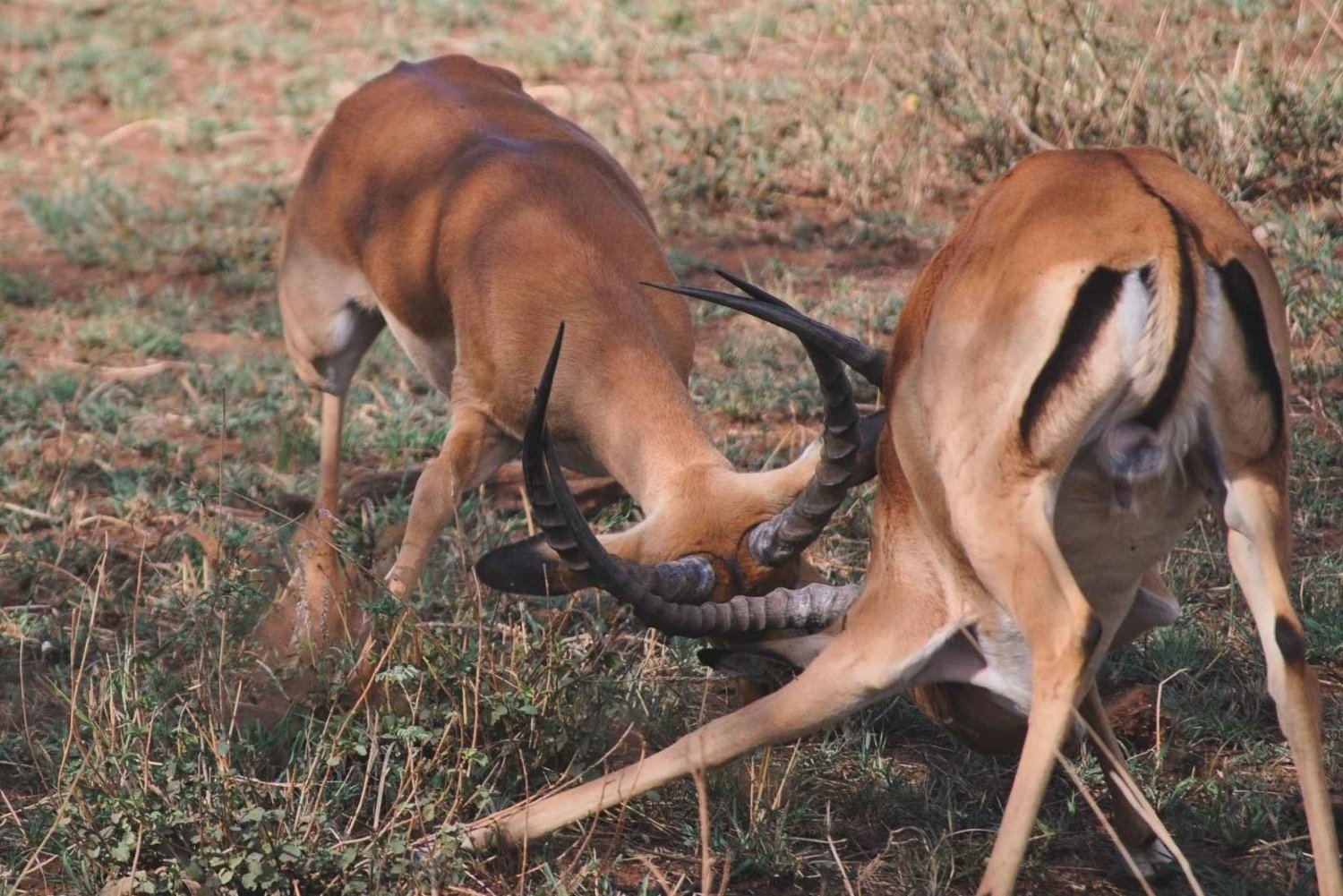 Arusha: 2-dages safari i Tarangire og Ngorongoro-krateret