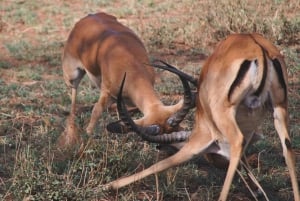 Arusha: Safari di 2 giorni nel Tarangire e nel Cratere di Ngorongoro