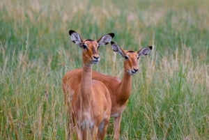 Arusha: Safari di 2 giorni nel Tarangire e nel Cratere di Ngorongoro