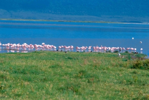Arusha: 3-daagse vogelsafari met accommodatie en maaltijden