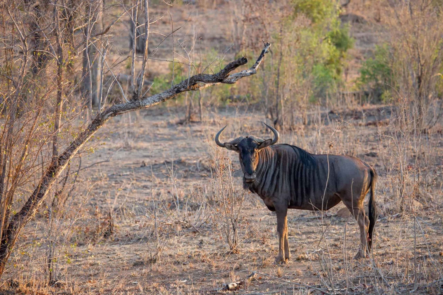 Arusha: 3-Day Lake Eyasi Trip and Safari