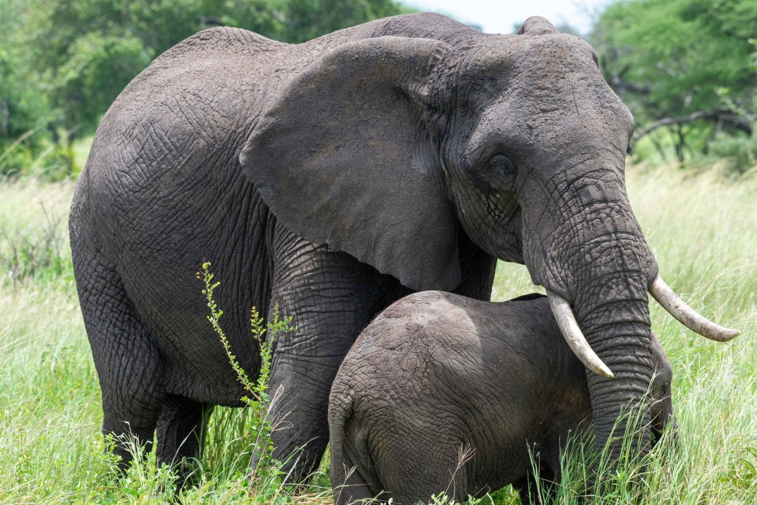 Arusha: Safari de 3 días por el lago Manyara, Ngorongoro y Tarangire