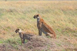 Arusha: Safari di 3 giorni alle cascate Materuni e Tarangire