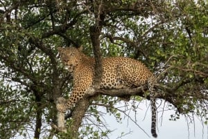 Arusha: Safari di 3 giorni alle cascate Materuni e Tarangire