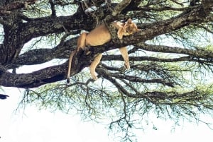 Arusha: Safari di 3 giorni alle cascate Materuni e Tarangire