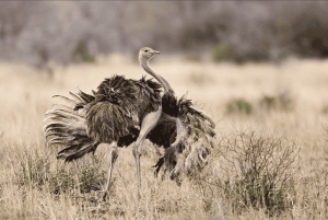アルーシャ発：3日間ムコマジ国立公園＆マサイ村ツアー