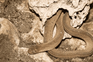 アルーシャ発：3日間ムコマジ国立公園＆マサイ村ツアー