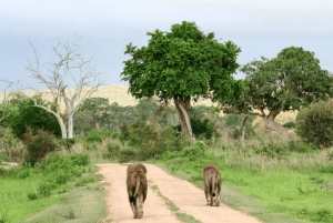 アルーシャ発：3日間ムコマジ国立公園＆マサイ村ツアー