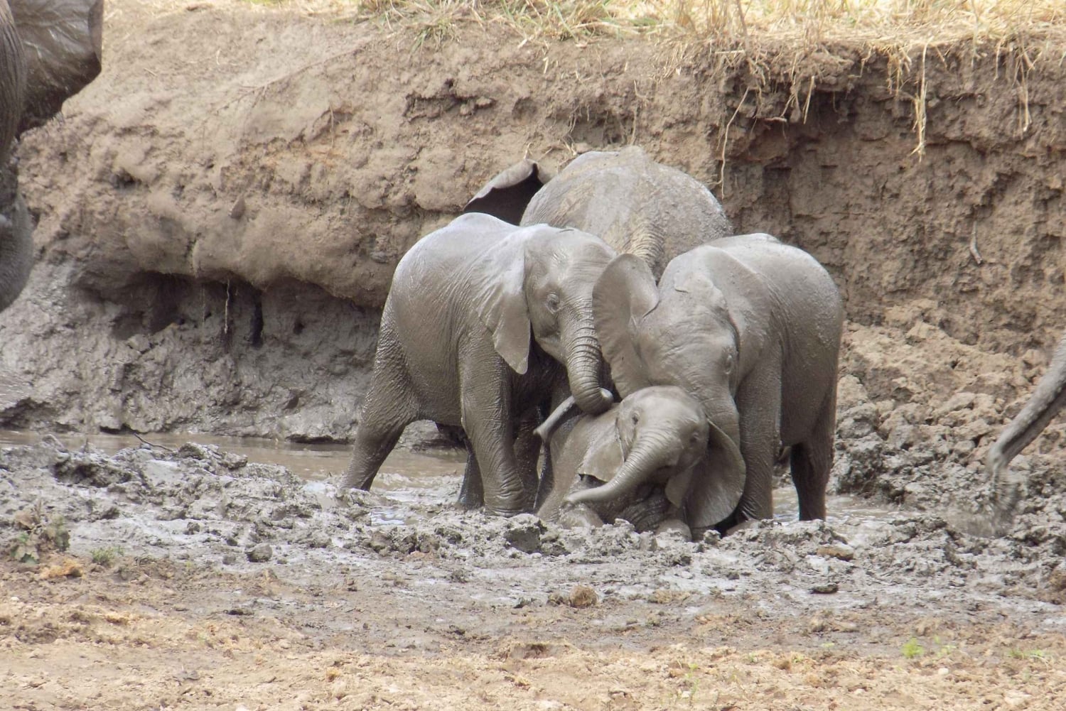 Arusha: 3-daagse begeleide safaritocht door nationale parken