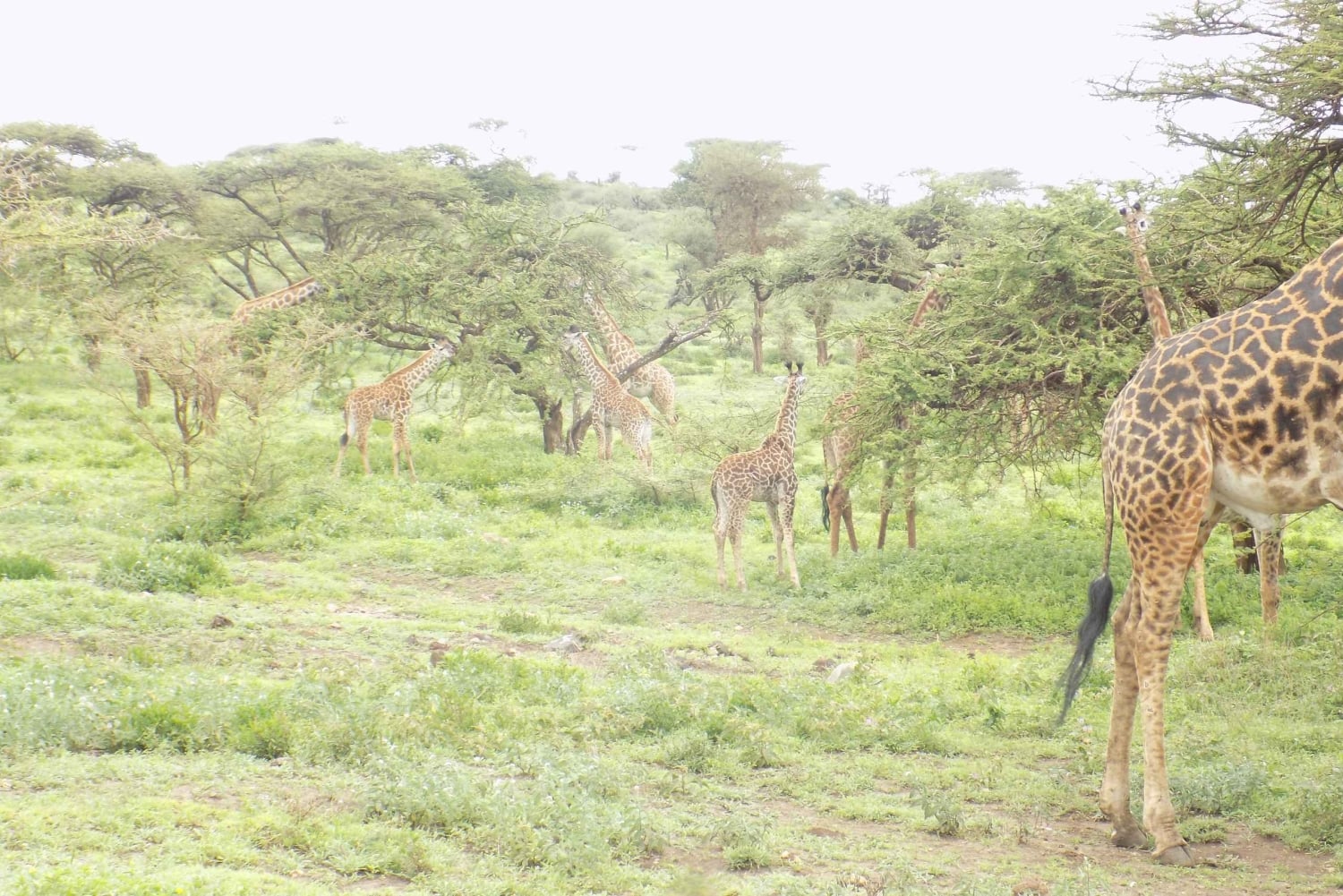 Arusha: 3-daagse begeleide safaritocht door nationale parken
