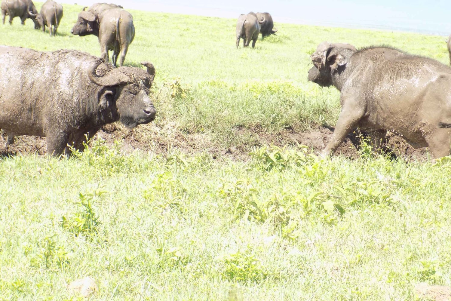 Arusha: 3-daagse begeleide safaritocht door nationale parken