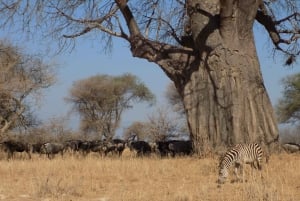 Arusha: 3-daagse begeleide safaritocht door nationale parken