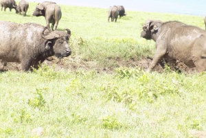 Arusha: 3-daagse begeleide safaritocht door nationale parken