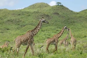 Arusha: 3-daagse begeleide safaritocht door nationale parken