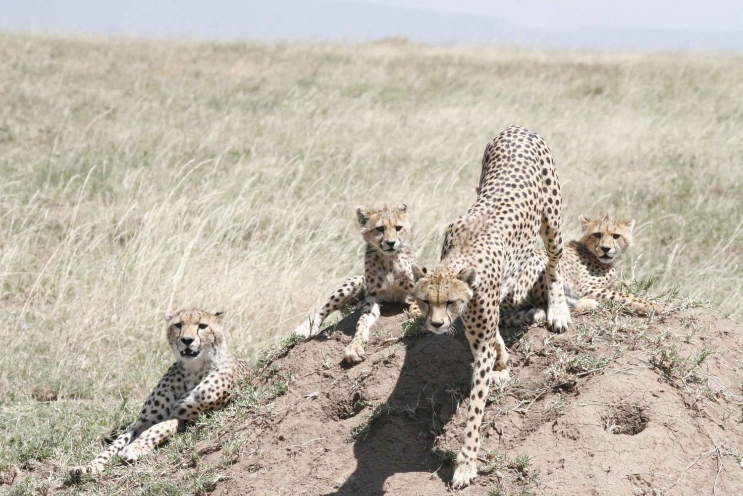 Arusha: safari de 3 días al cráter Tarangire y Ngorongoro