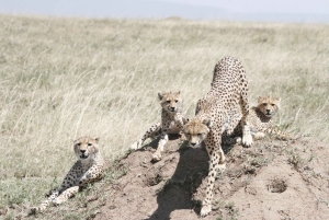Arusha: safari de 3 días al cráter Tarangire y Ngorongoro