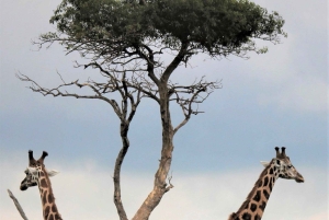 Arusha: safari de 3 días al cráter Tarangire y Ngorongoro