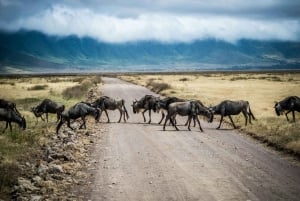 Arusha: safari de 3 días al cráter Tarangire y Ngorongoro
