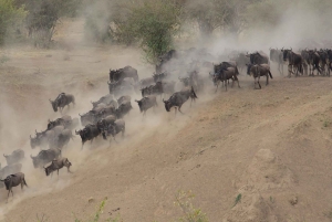Arusha: safari de 3 días al cráter Tarangire y Ngorongoro
