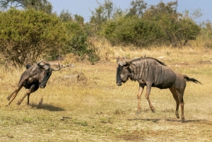 Arusha: safari de 3 días al cráter Tarangire y Ngorongoro