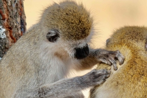 Arusha: safari de 3 días al cráter Tarangire y Ngorongoro