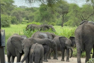 Arusha: Safari di 3 giorni a Tarangire, Lago Manyara e Ngorongoro