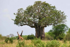 Arusha: 3 päivän safari Tarangireen, Manyara-järvelle ja Ngorongoroon