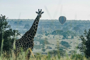 Arusha: 3-dagerssafari til Tarangire, Lake Manyara og Ngorongoro