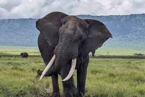 Arusha : Safari de 3 jours à Tarangire, Lac Manyara et Ngorongoro